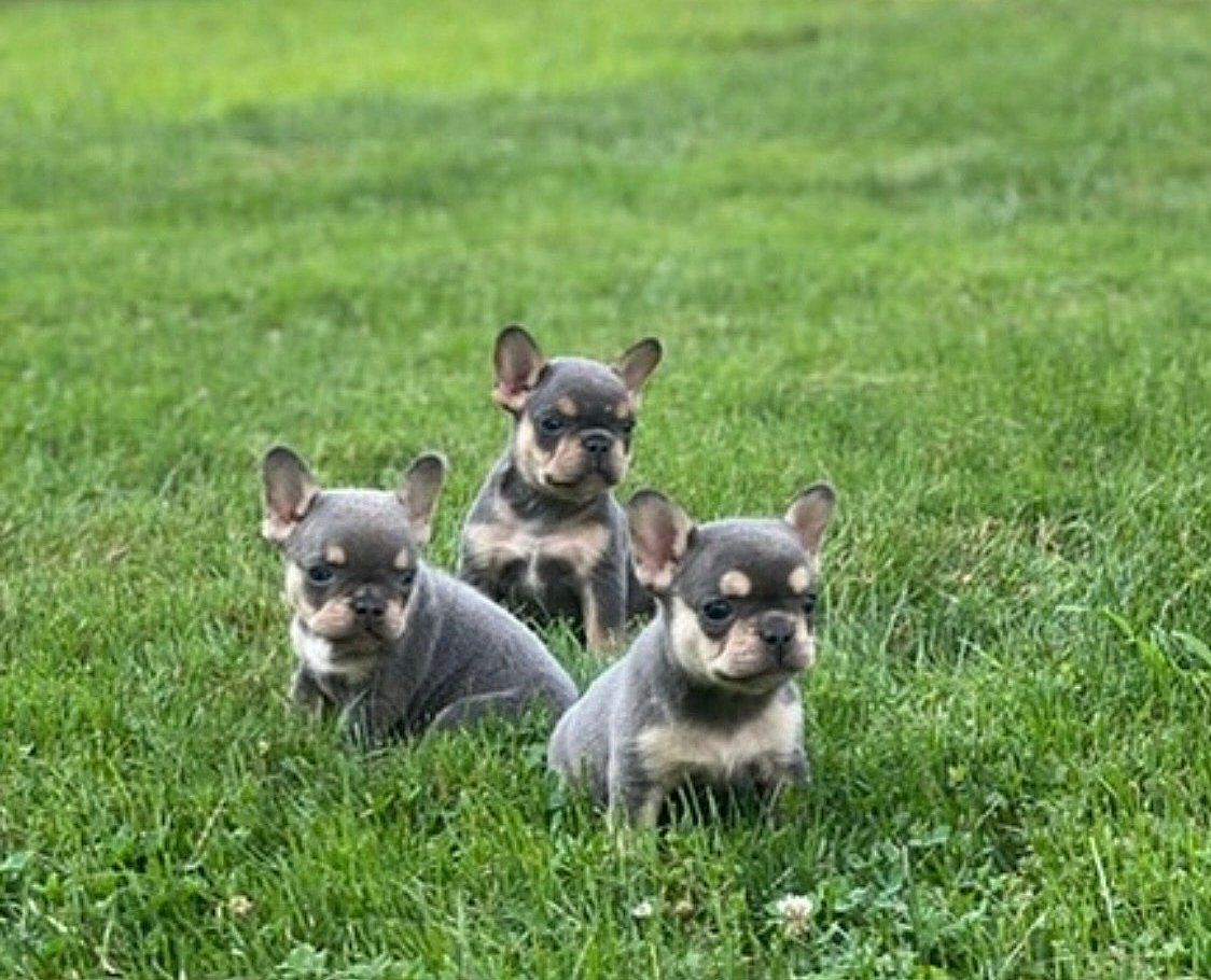 Northside Frenchies