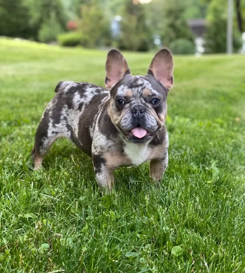 Puppy Name: Bella
