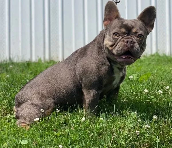 Puppy Name: Izzy