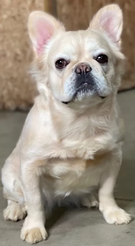 Hazel