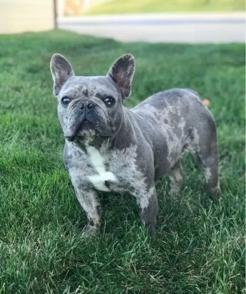 Puppy Name: Sadie