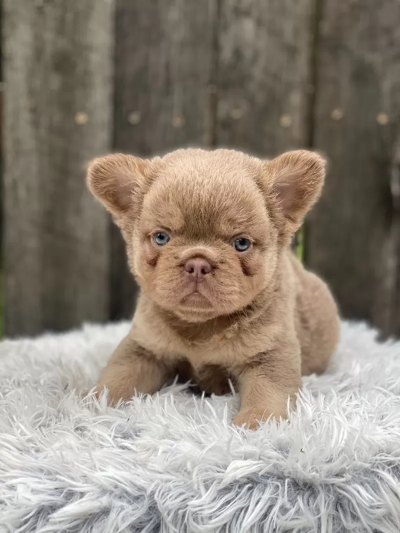 Tyson