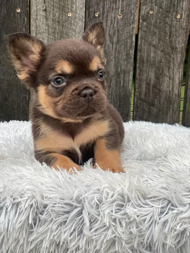 Louie