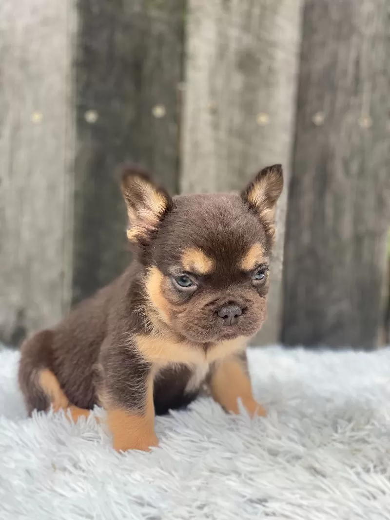 Louie