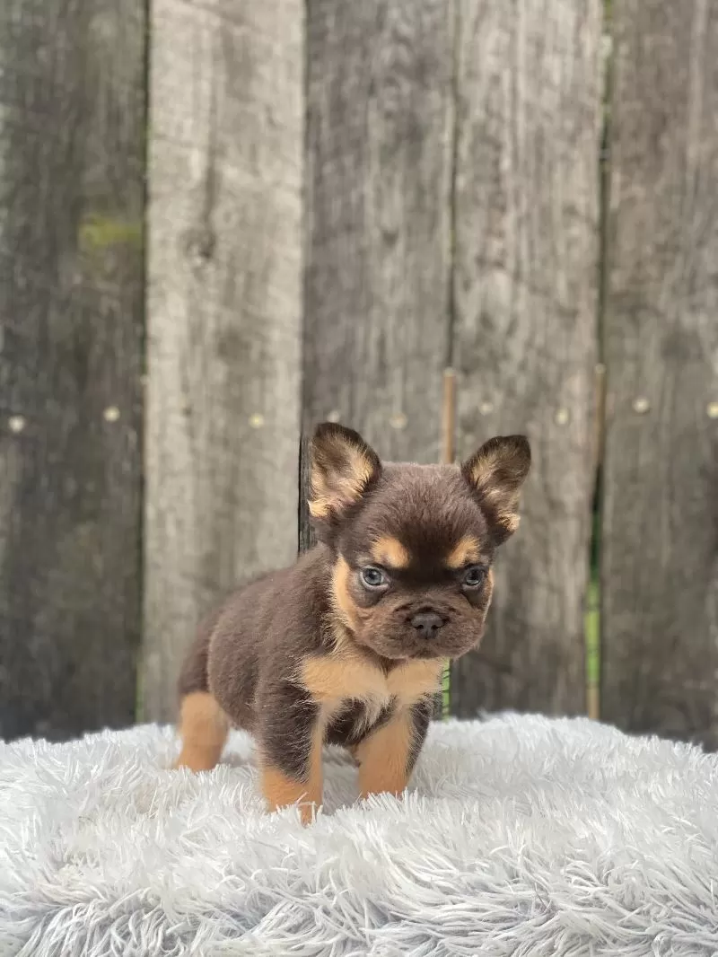 Louie