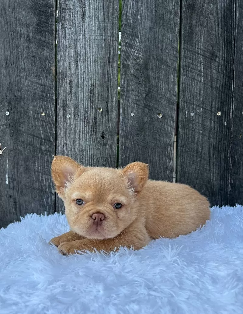 Puppy Name: Archie
