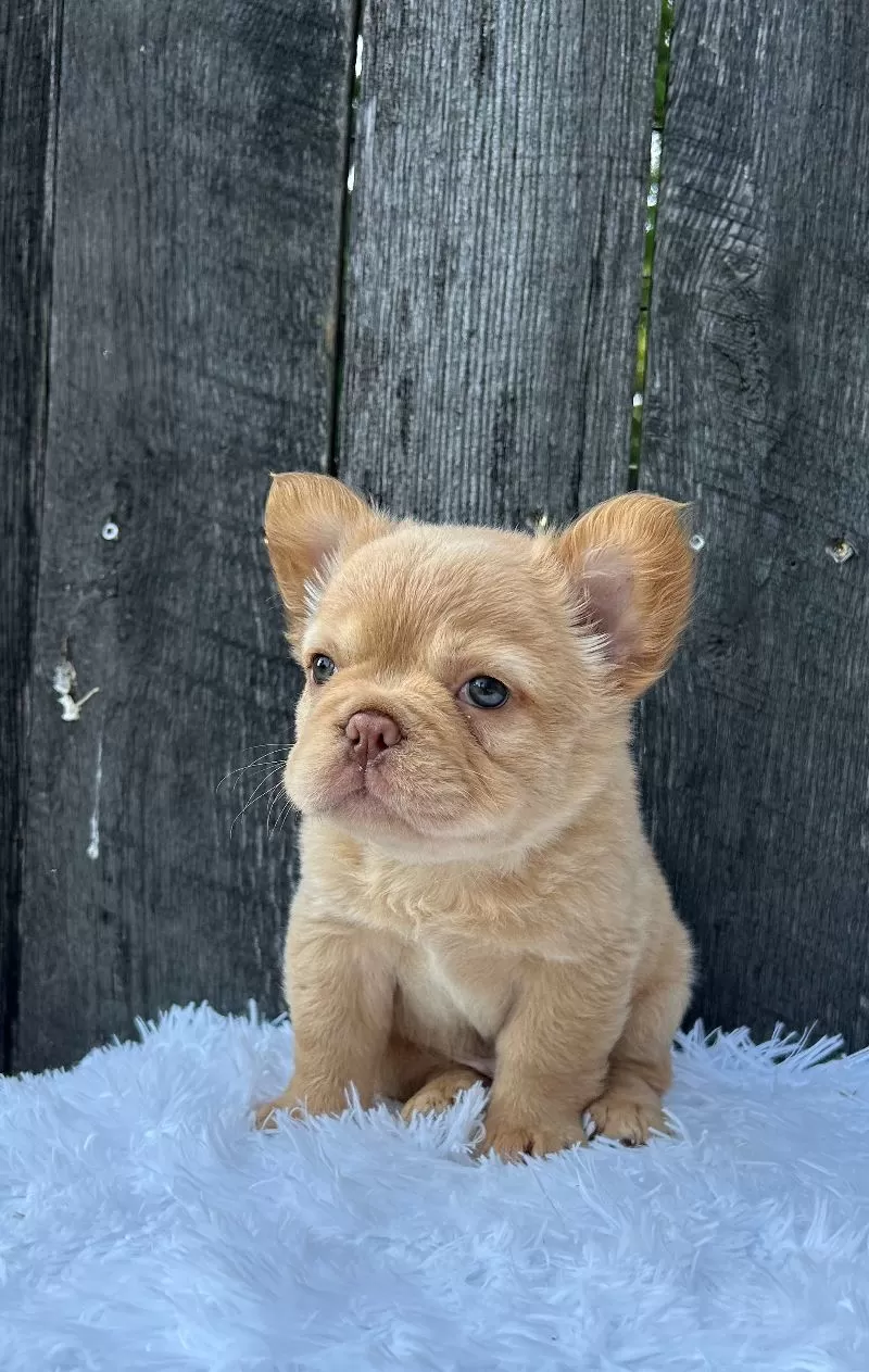 Archie