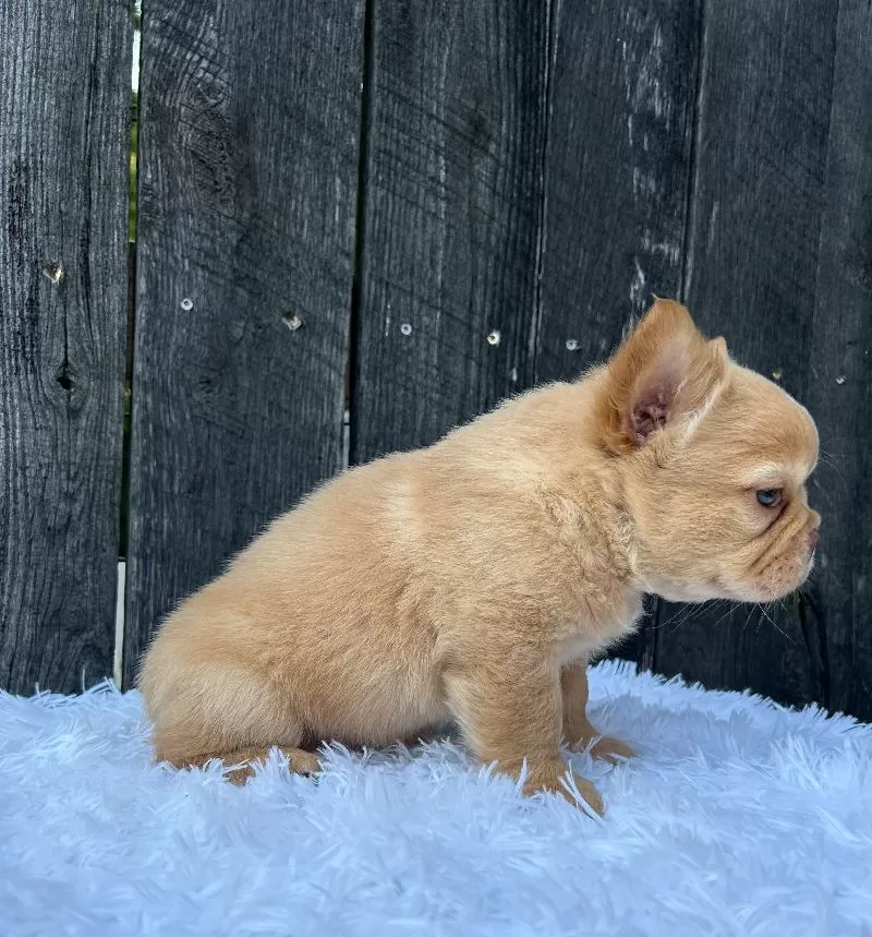 Archie