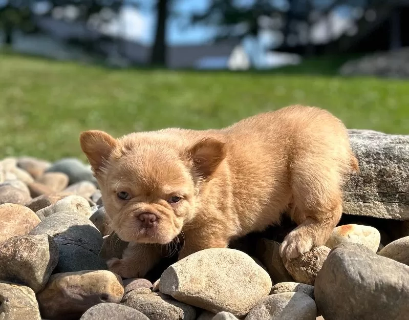 Archie