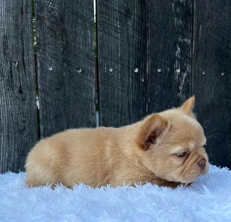 Archie