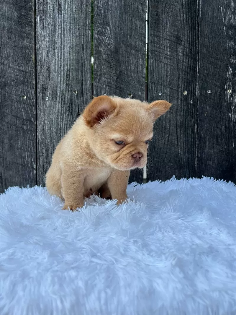 Archie