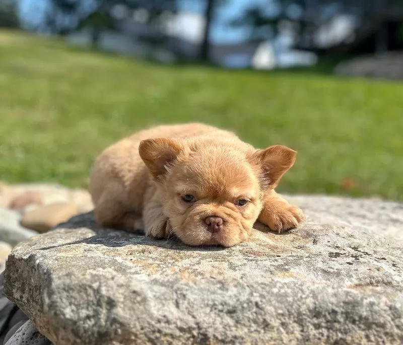 Archie