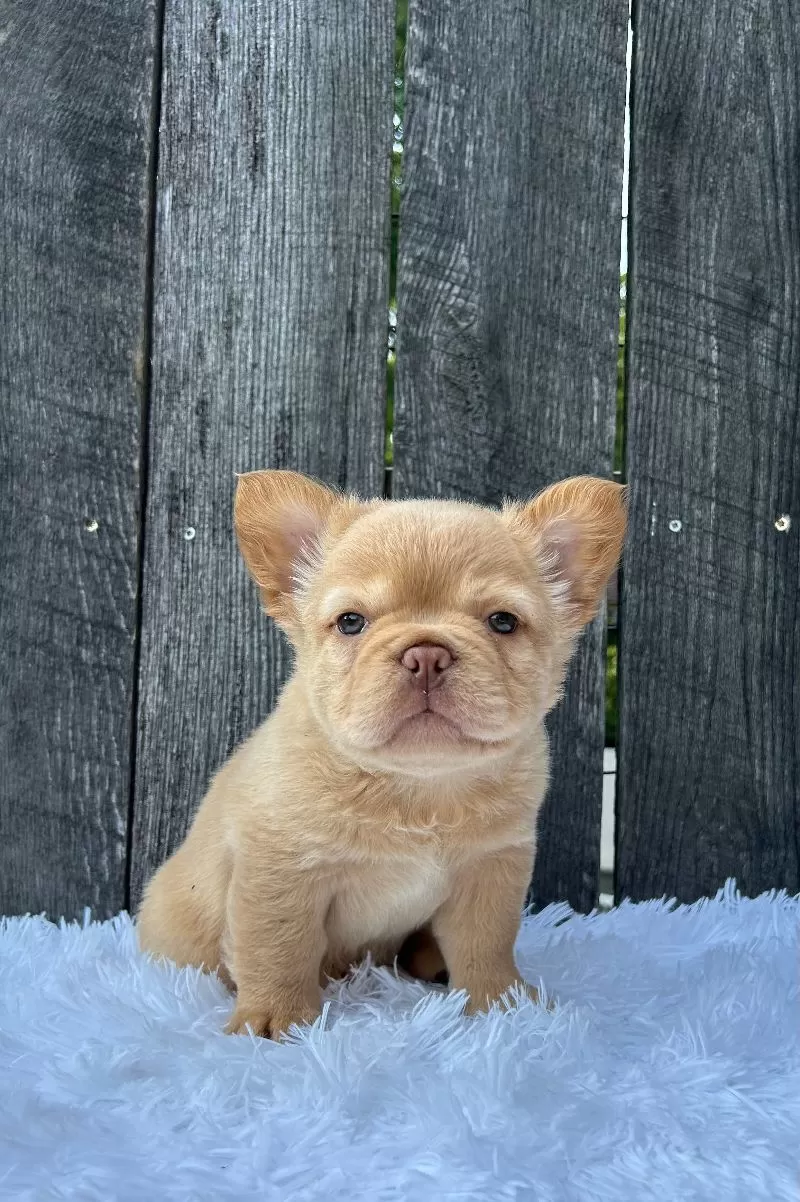 Archie