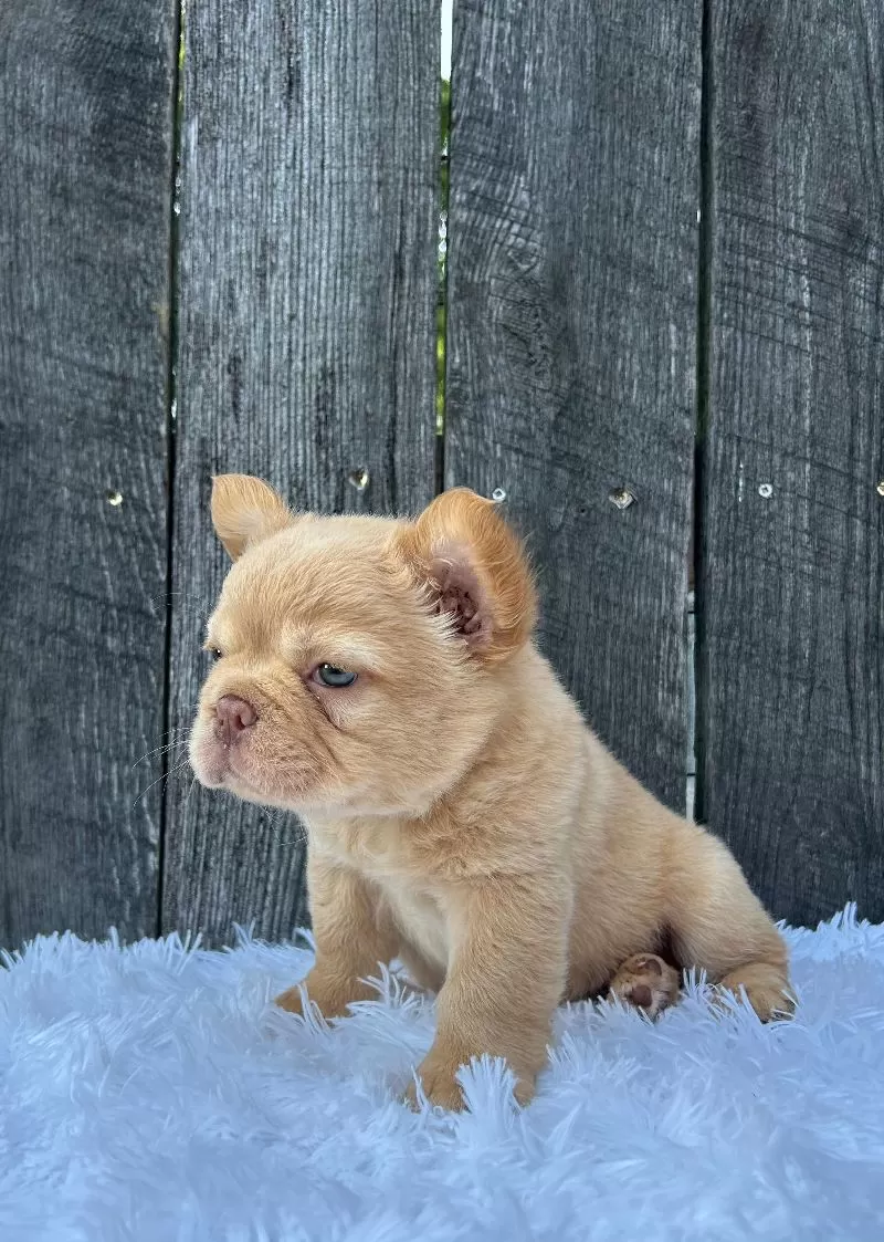 Archie