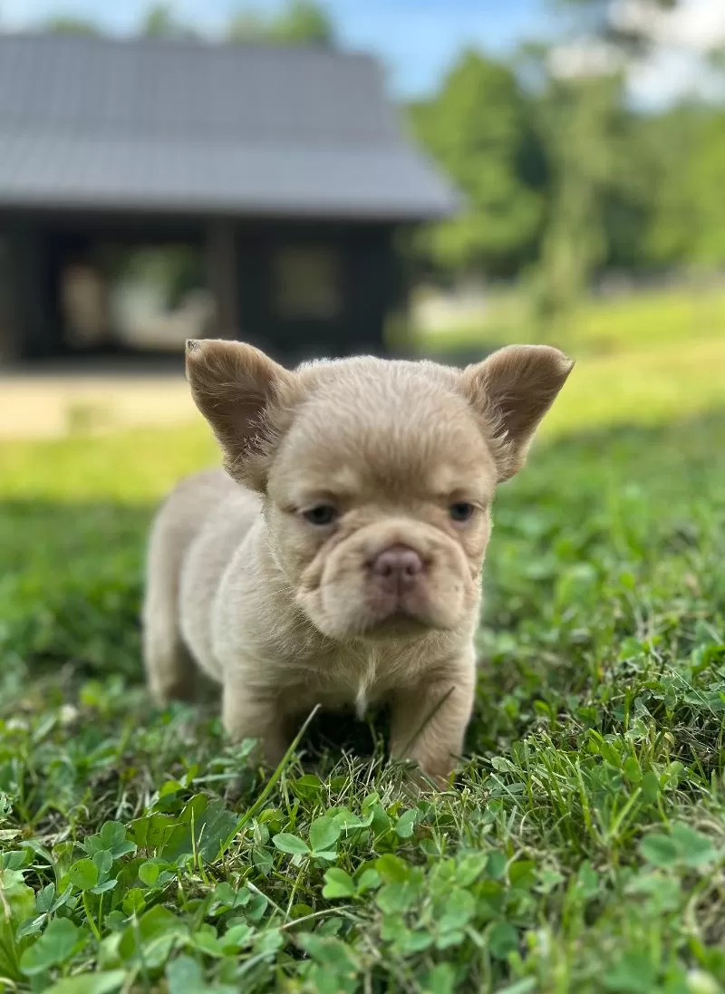 Charlie