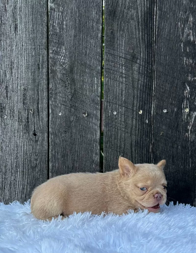 Charlie
