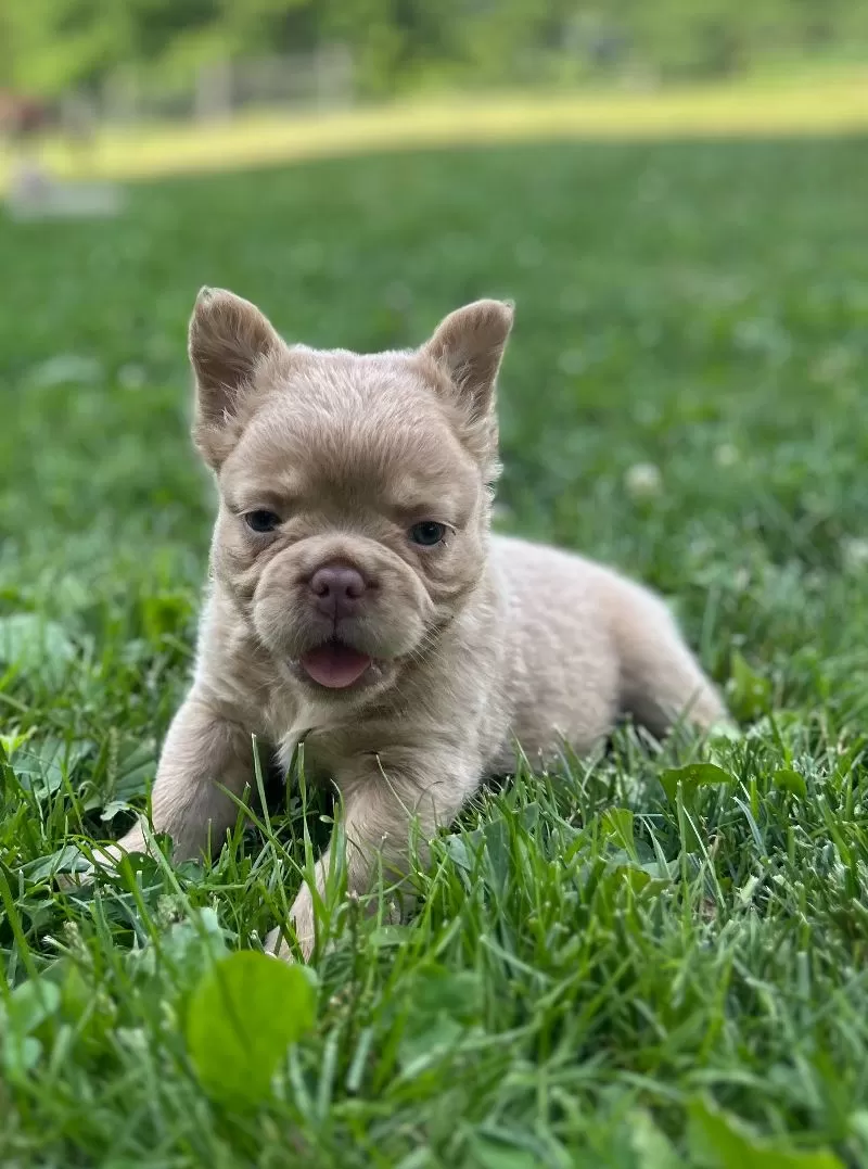 Charlie