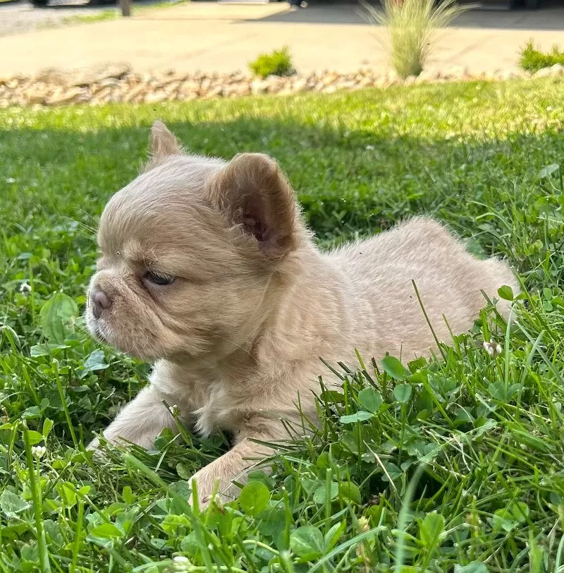 Charlie