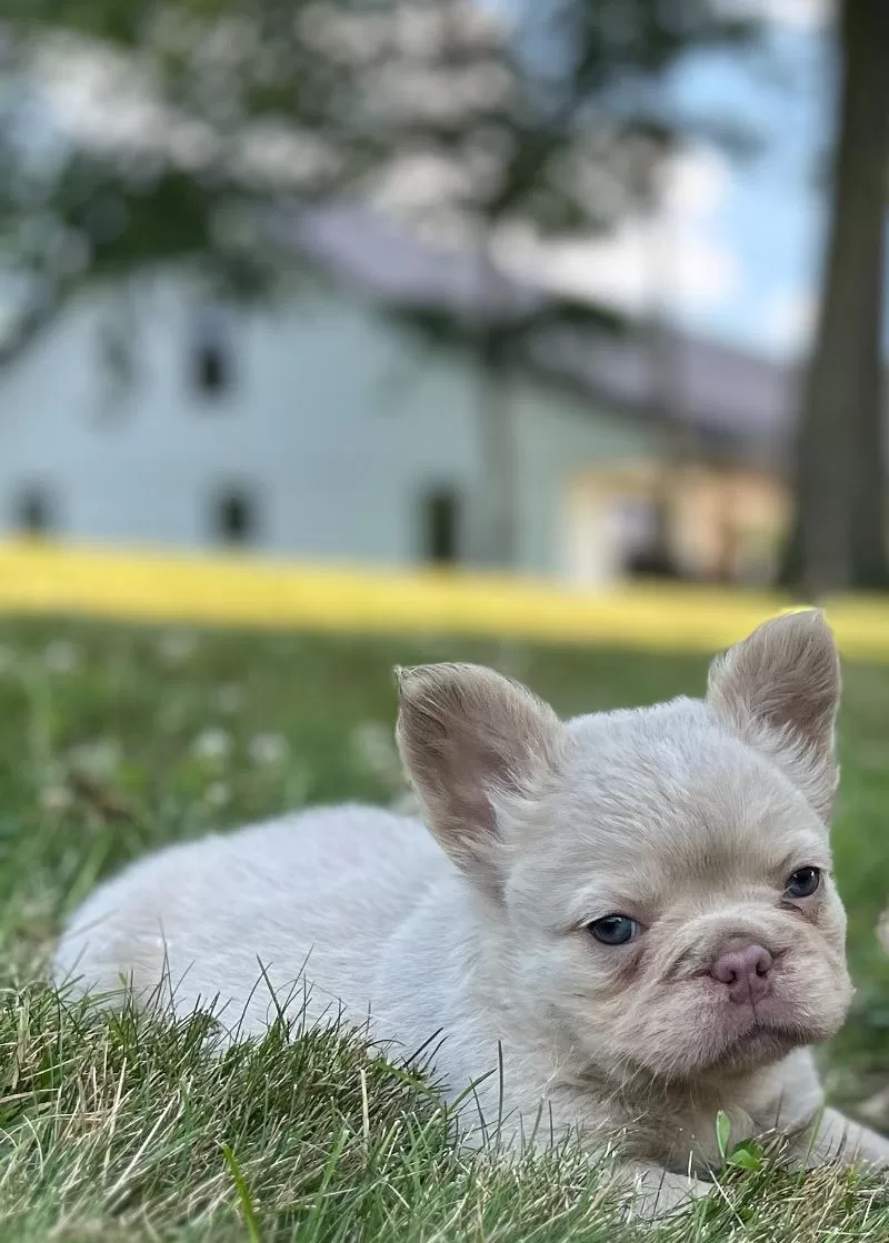 Puppy Name: Milo