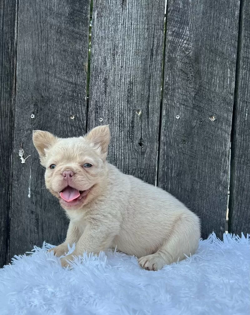 Milo