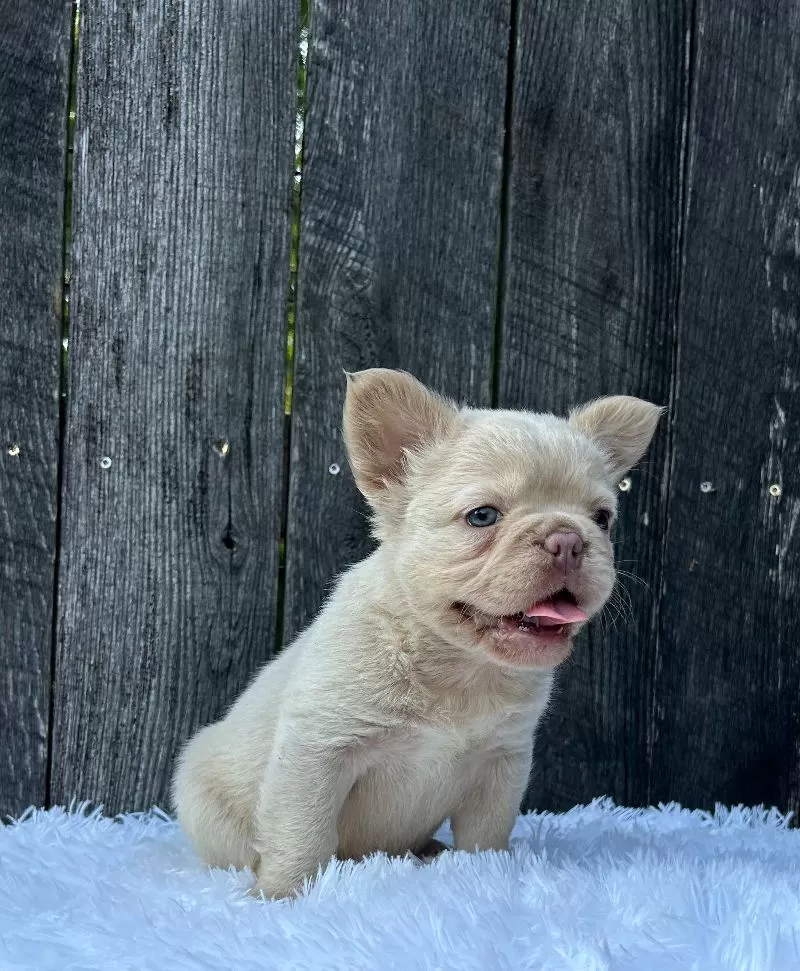Milo