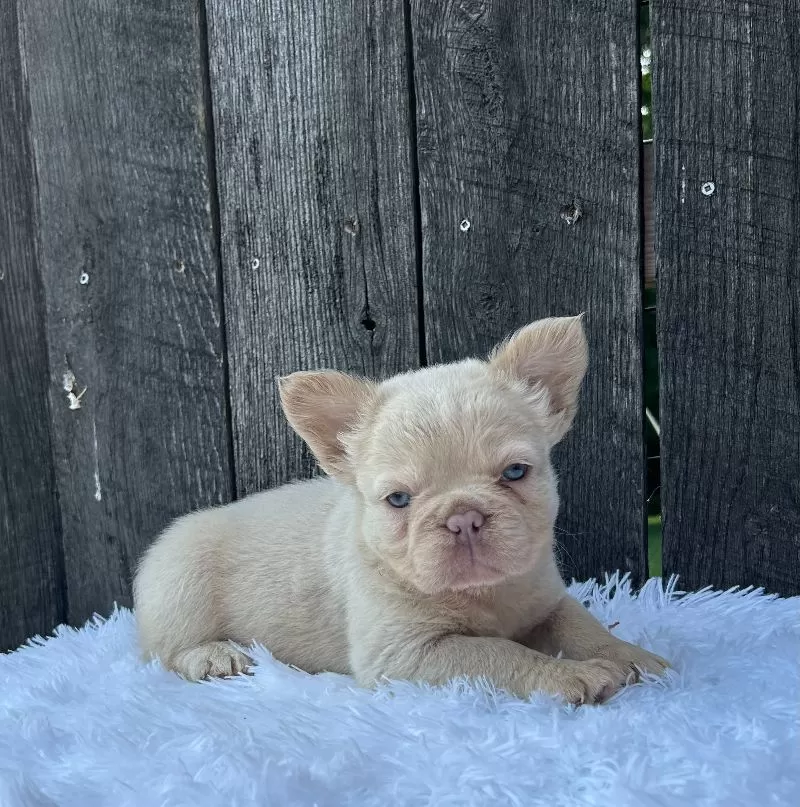 Milo