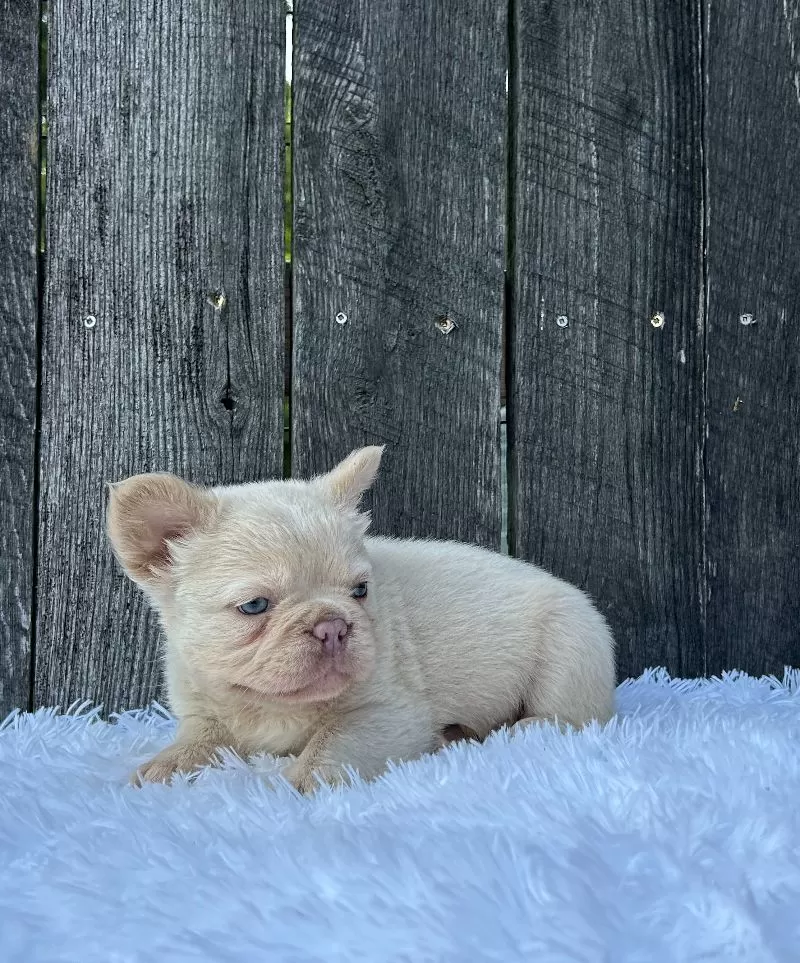 Milo