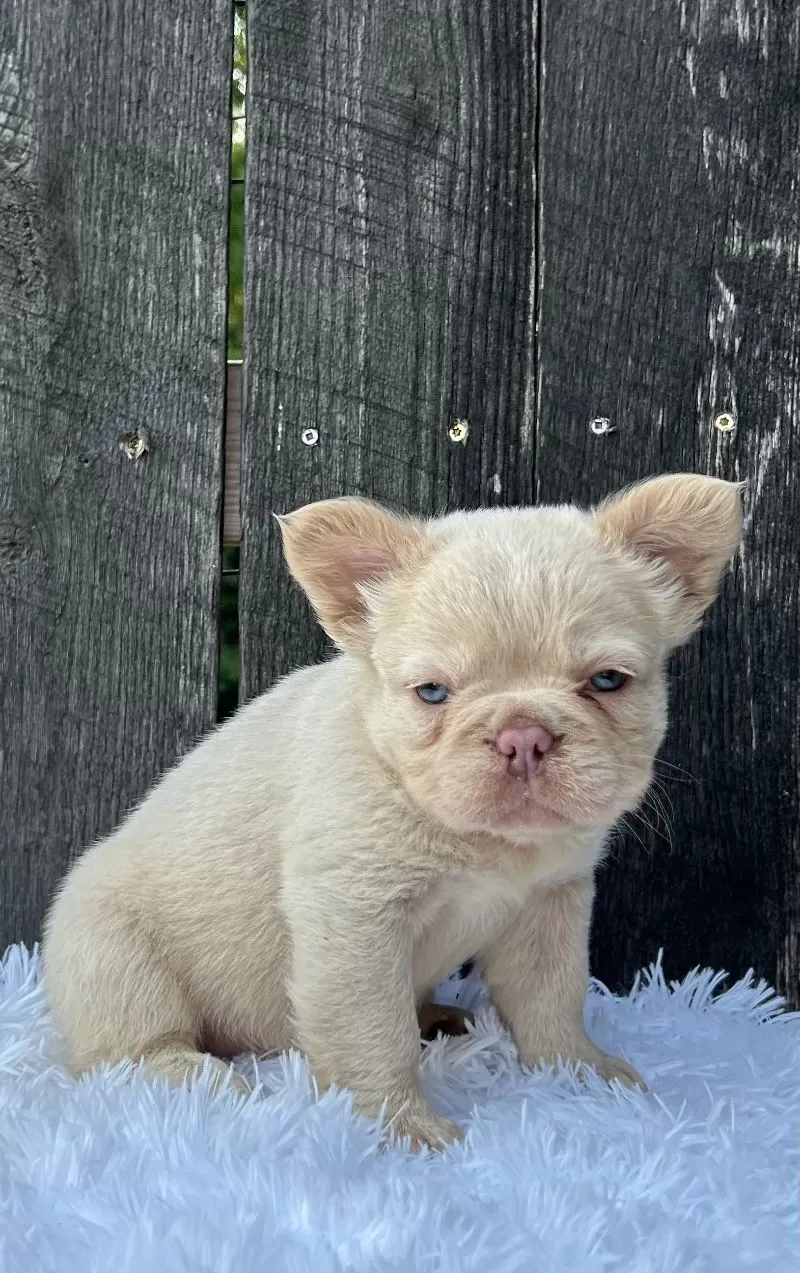 Milo