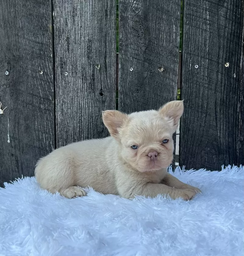 Milo