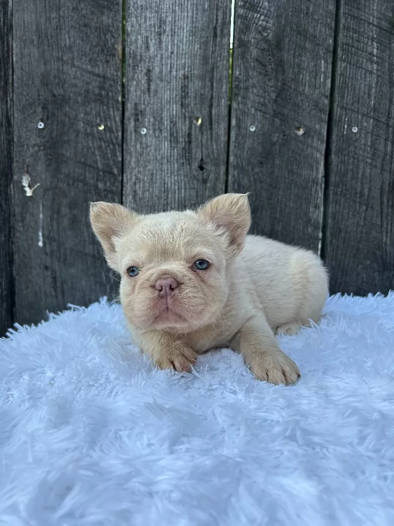 Milo