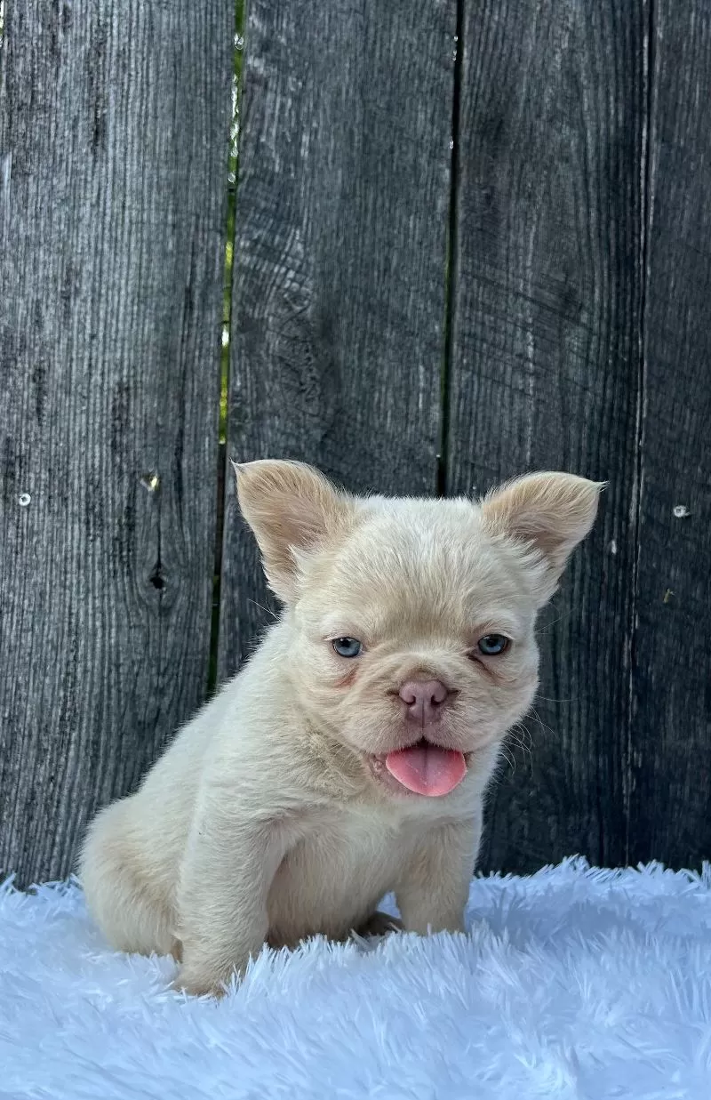 Milo