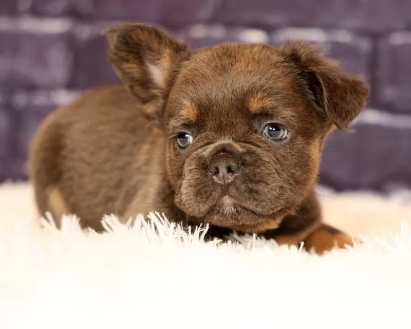Louie